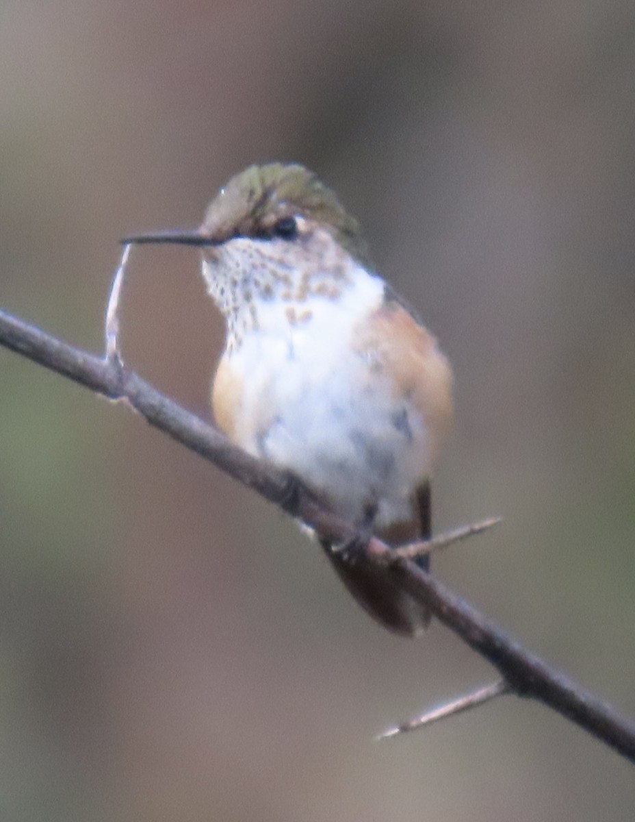 humlekolibri - ML646766191