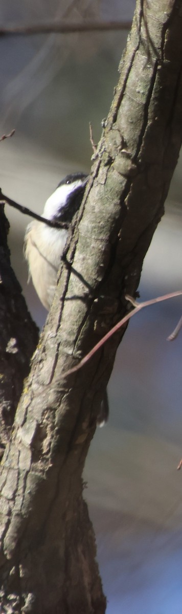 Carolina Chickadee - ML646766192
