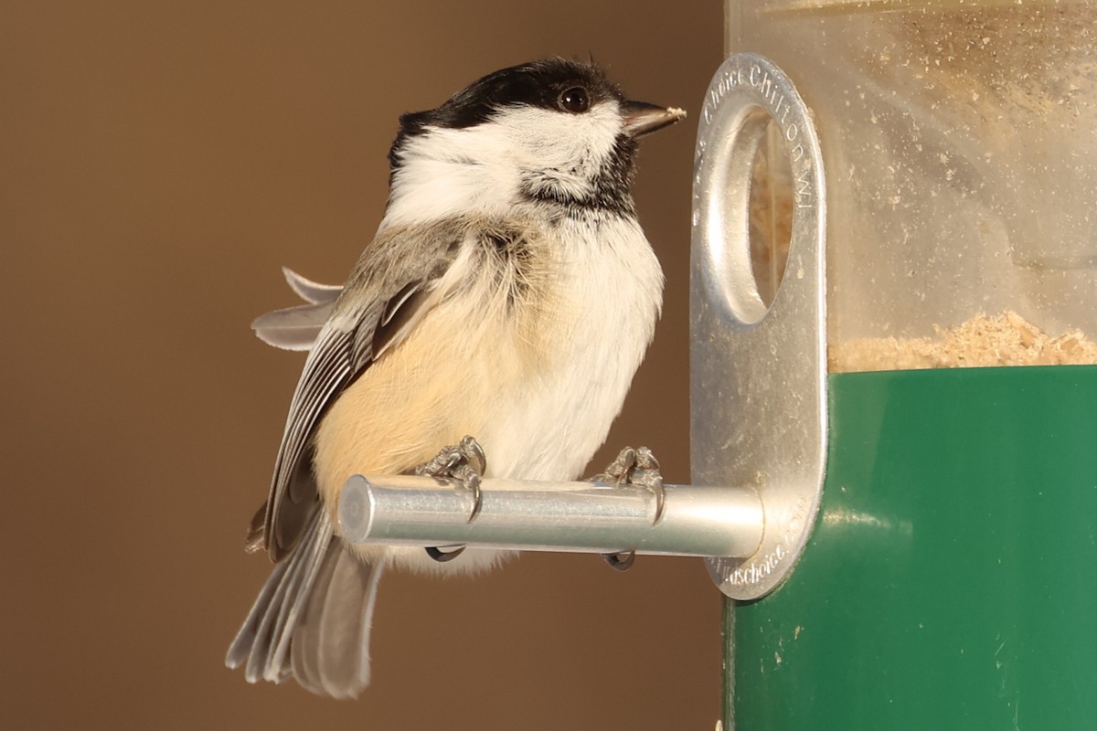 Черношапочная гаичка - ML646766194