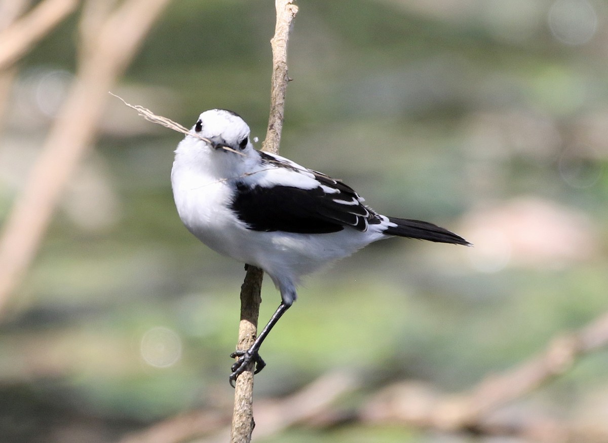Pied Water-Tyrant - ML646766195