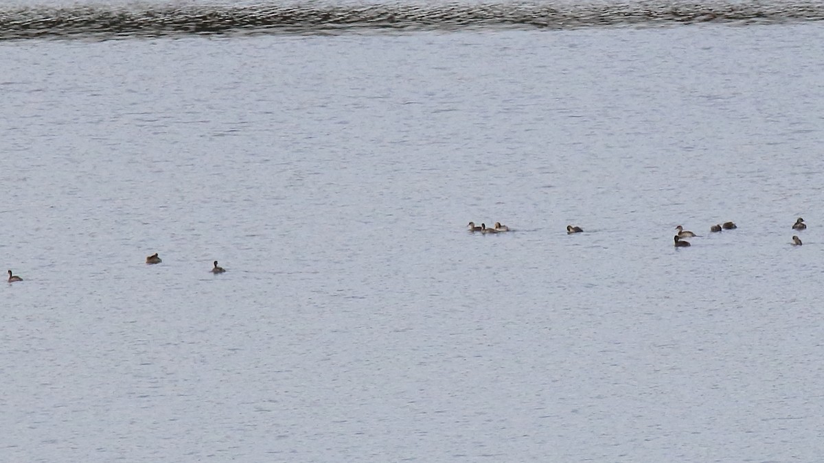 Zampullín Canoso - ML646766197