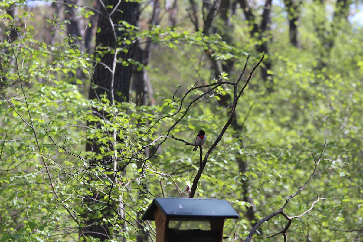 גבתאי ורוד-חזה - ML646766203