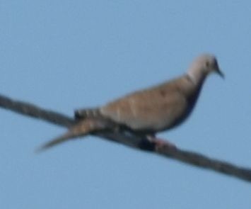 hrdlička zahradní - ML646766208