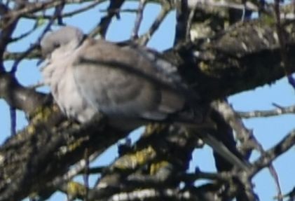 hrdlička zahradní - ML646766209