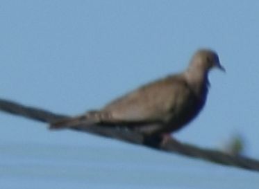 hrdlička zahradní - ML646766210