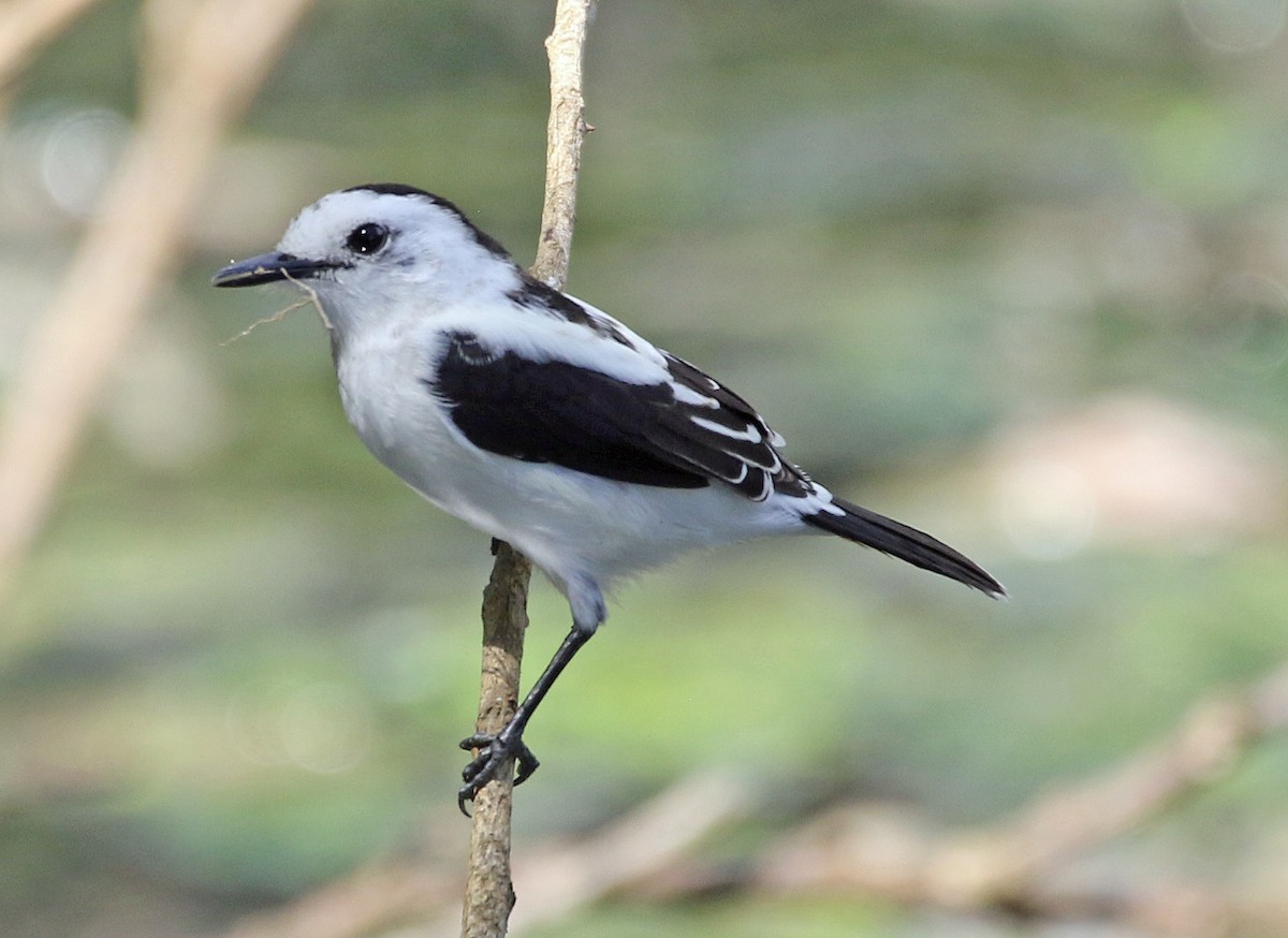 Pied Water-Tyrant - ML646766211