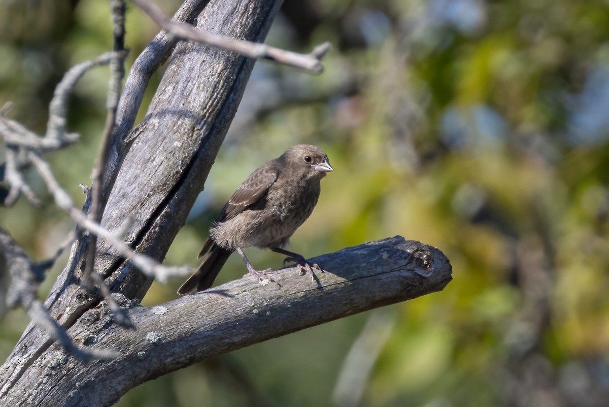 brunhodetrupial - ML646766212