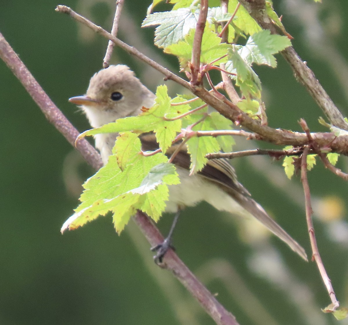 hvitstrupeempid - ML646766217