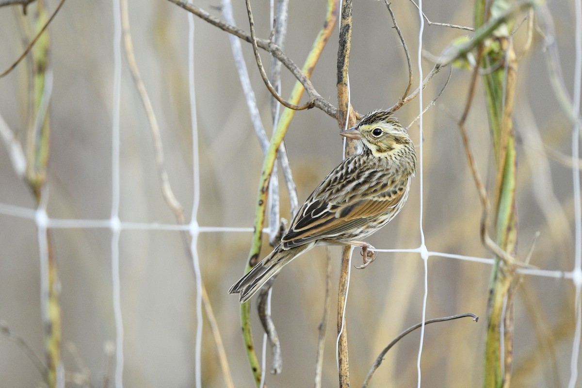 Savannah Sparrow (Savannah) - ML646766218
