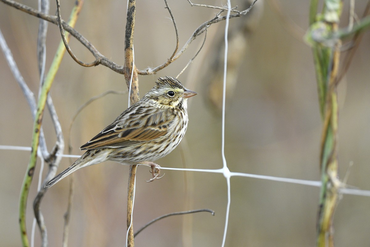 Savannah Sparrow (Savannah) - ML646766219