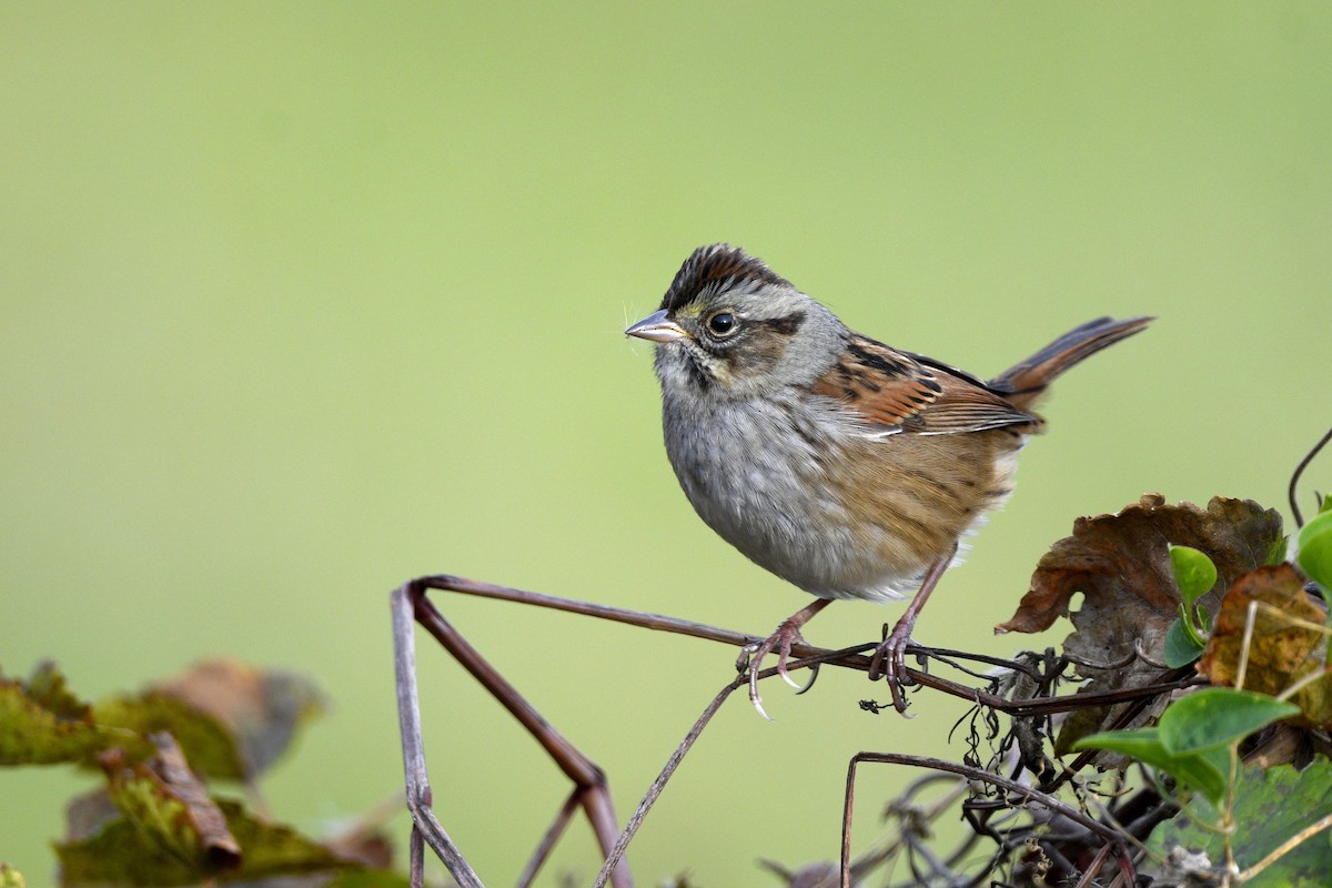 Swamp Sparrow - ML646766224