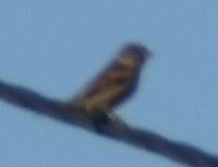 דרור הבית - ML646766225