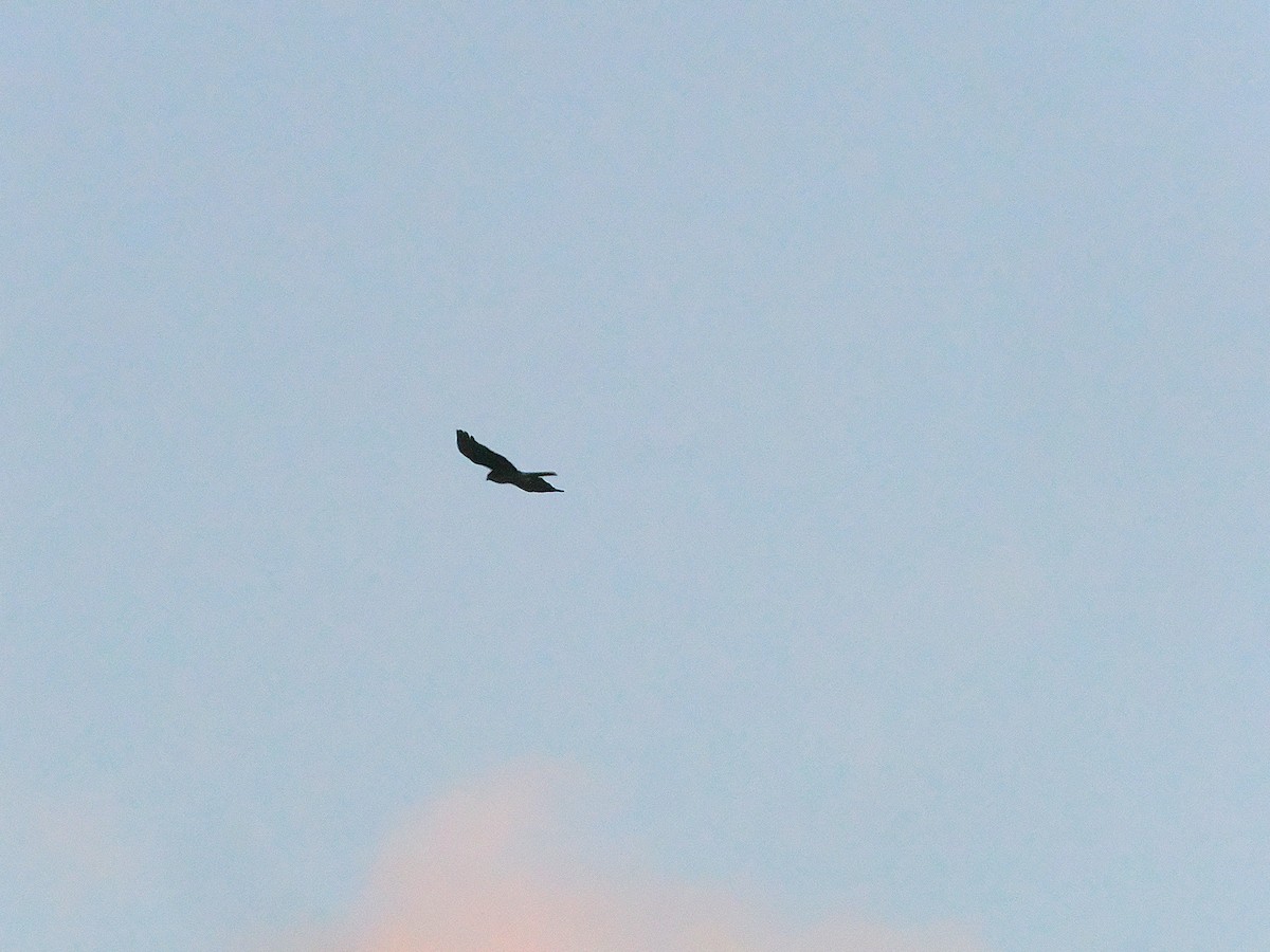 Тихоокеанский лунь - ML646766226