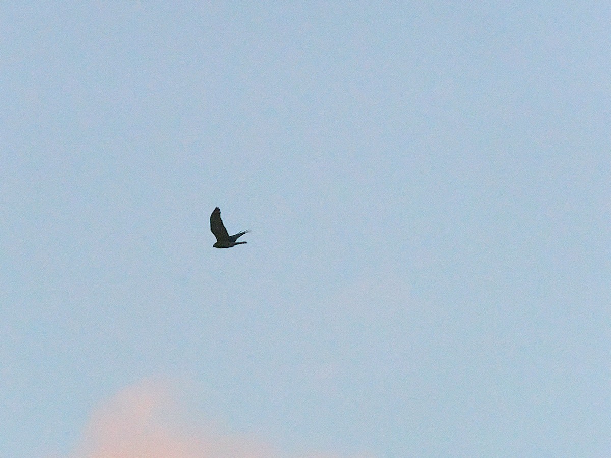 Тихоокеанский лунь - ML646766227