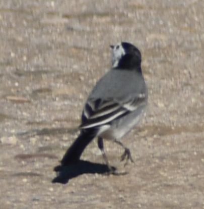 White Wagtail - ML646766228