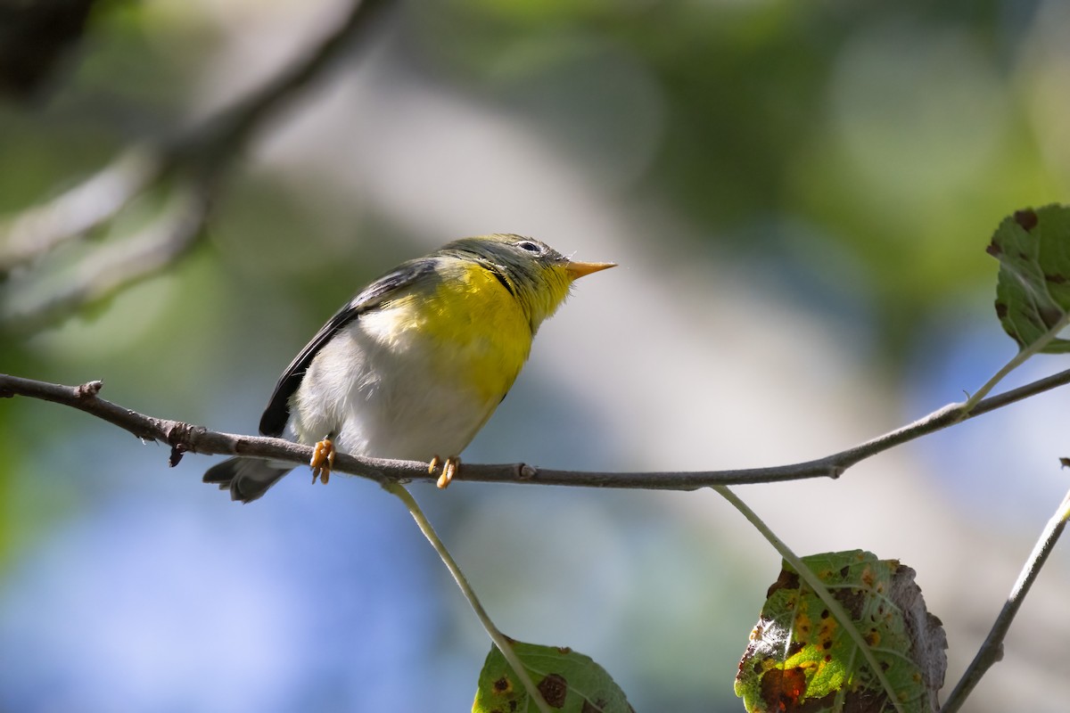 stryparula - ML646766229