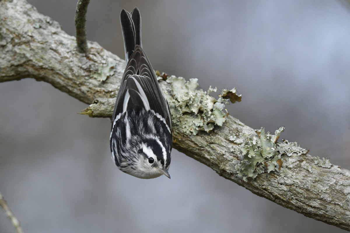 Black-and-white Warbler - ML646766230