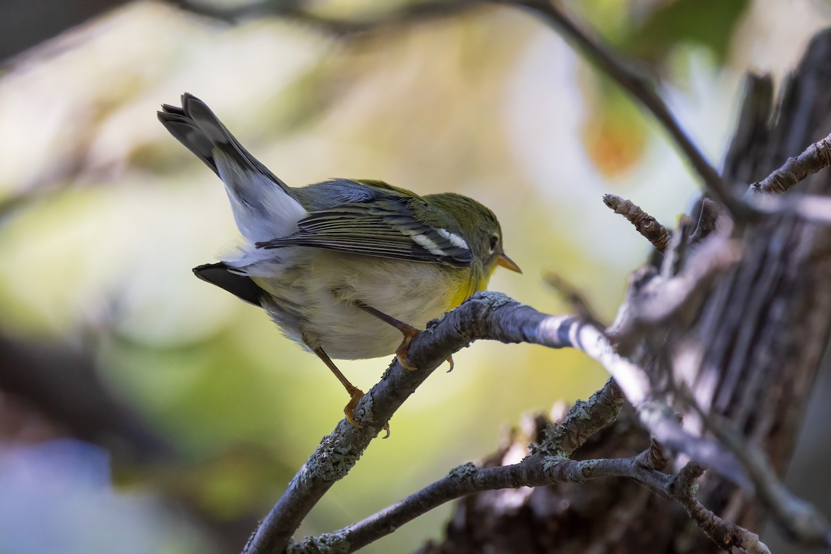 stryparula - ML646766231