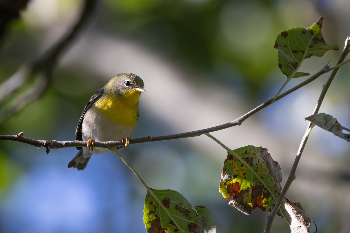 stryparula - ML646766232