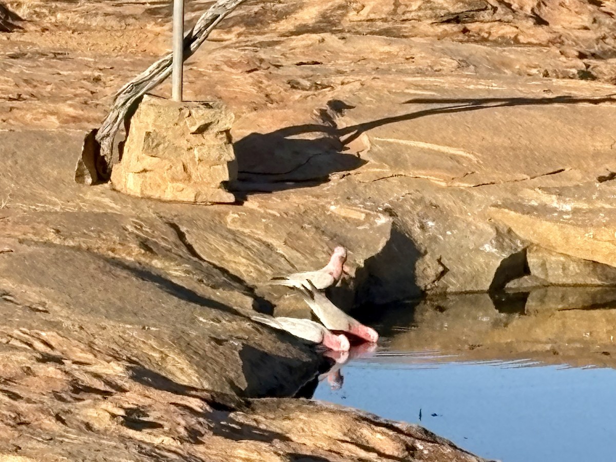 Rosakakadu - ML646766233