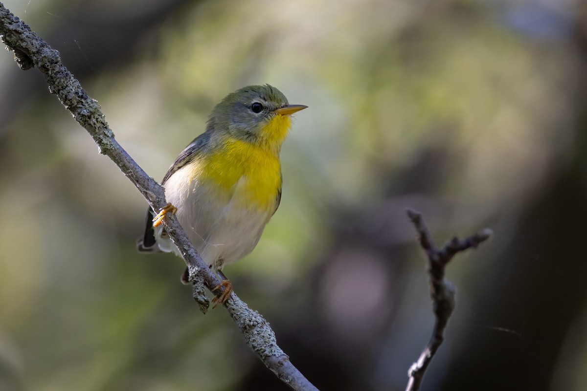 stryparula - ML646766234