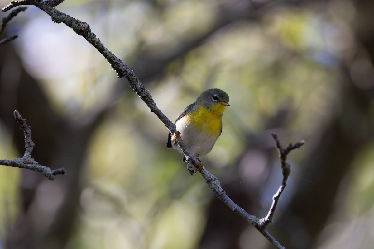 stryparula - ML646766235