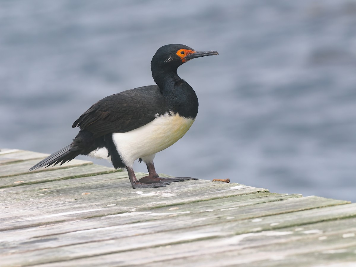 Cormoran de Magellan - ML646766236