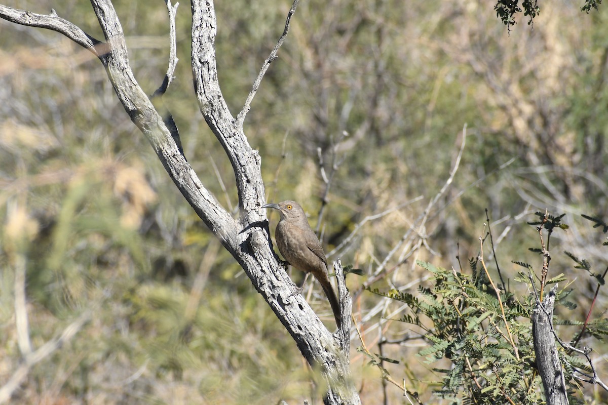 Curve-billed Thrasher - ML646766238