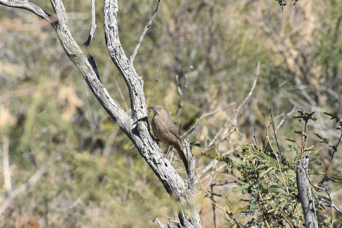 Curve-billed Thrasher - ML646766239