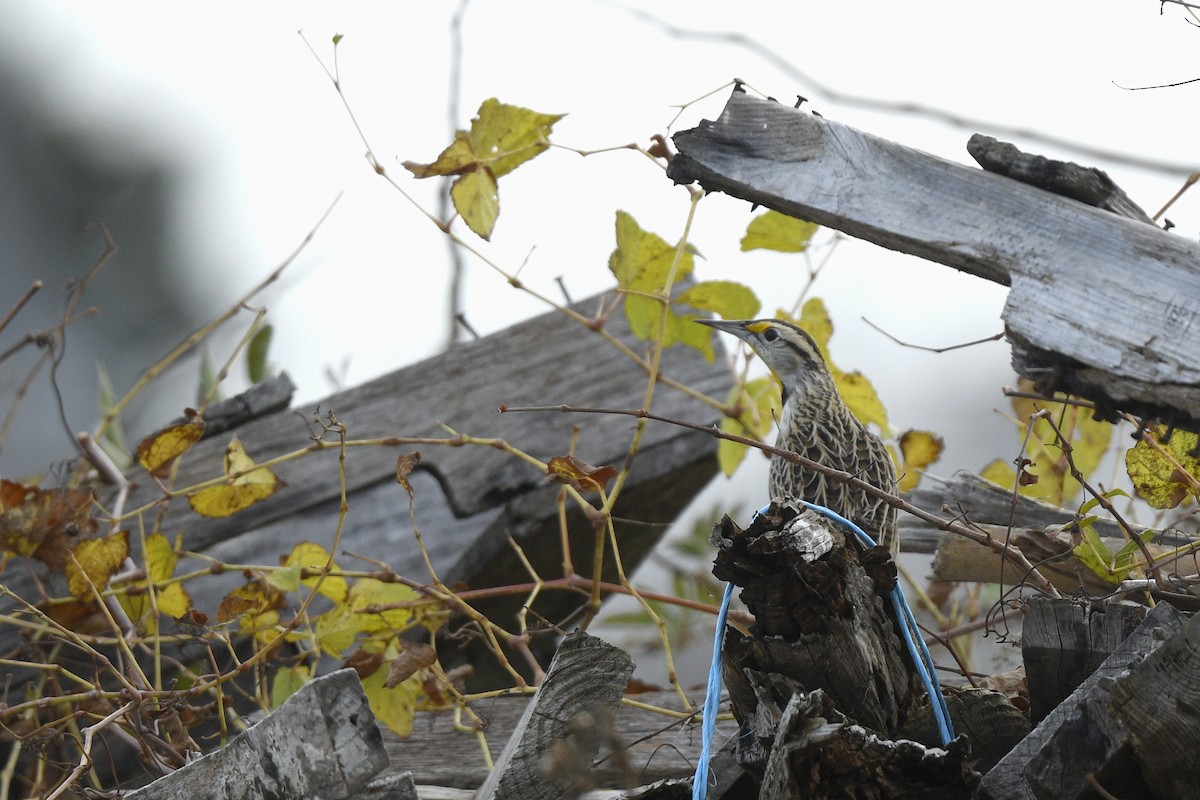 Eastern Meadowlark (Eastern) - ML646766240