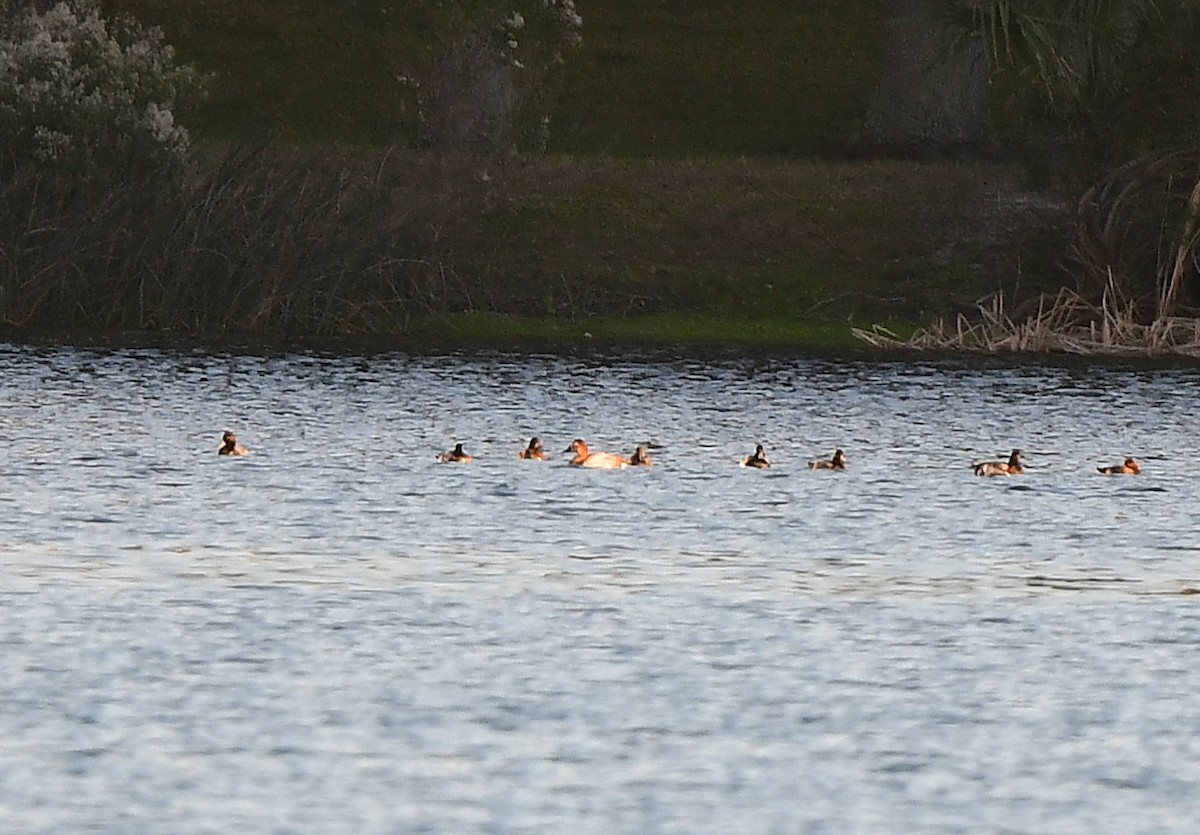 Murgilari bizkarzuria - ML646766244