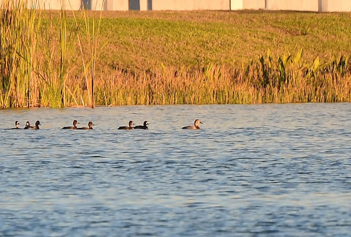 Murgilari bizkarzuria - ML646766245