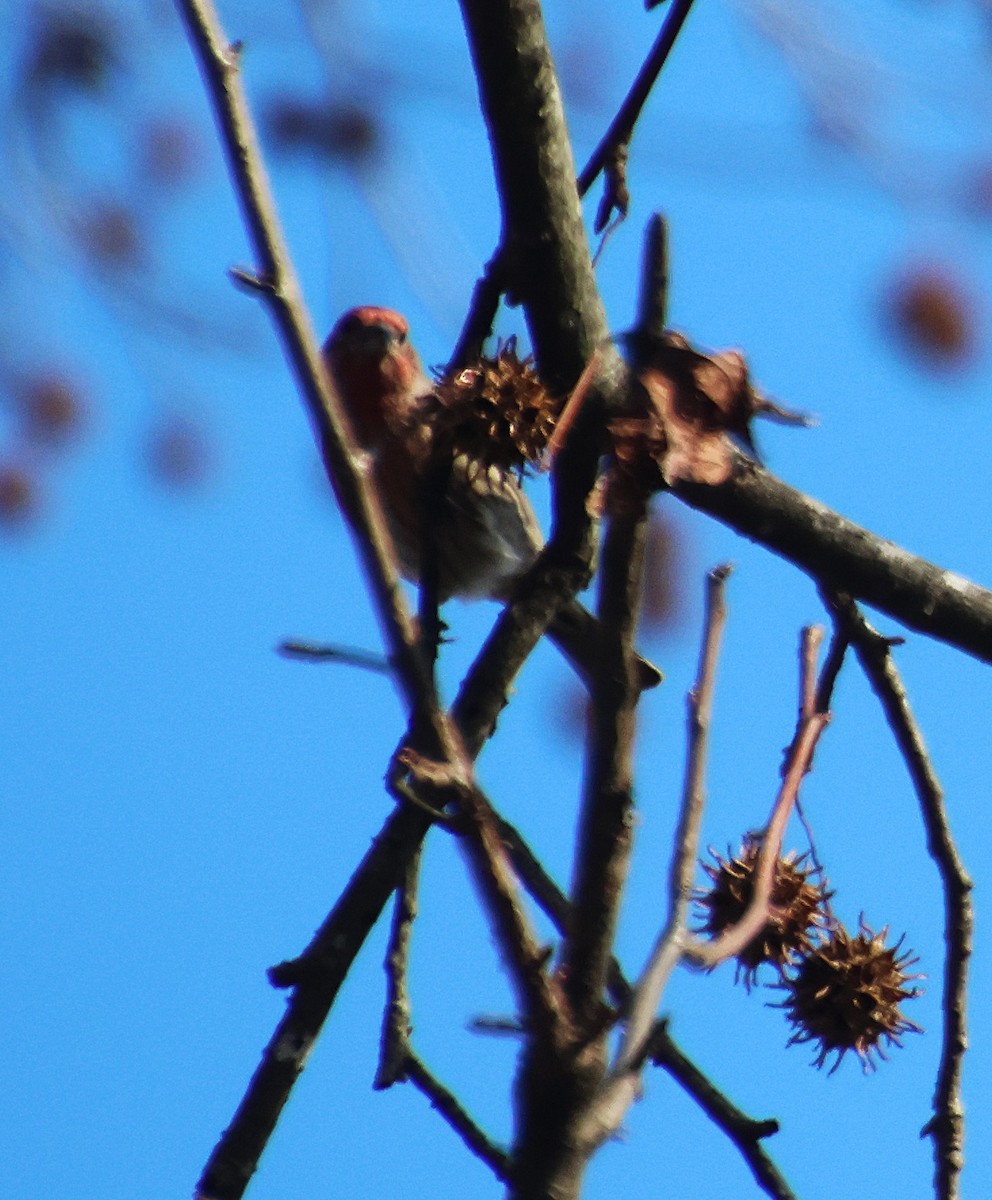 House Finch - ML646766246