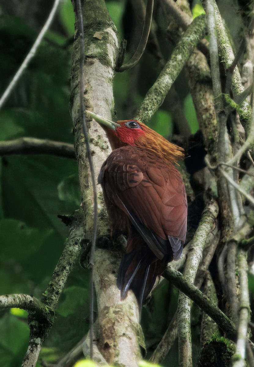 Chestnut-colored Woodpecker - ML646766248