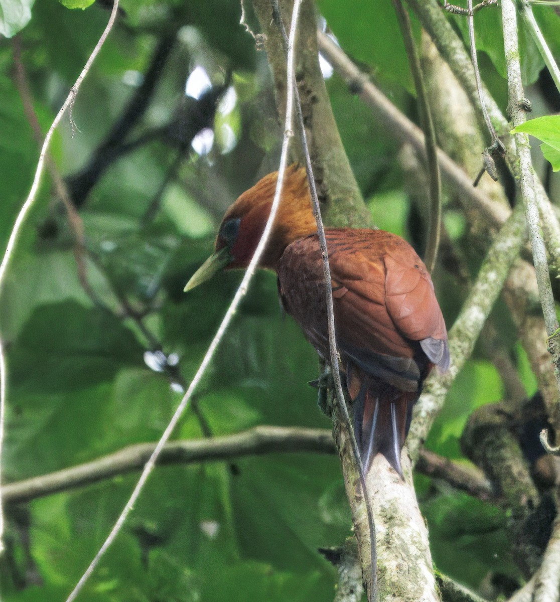 Chestnut-colored Woodpecker - ML646766249