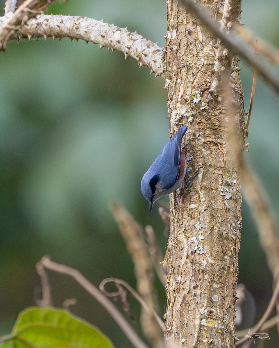 Chestnut-vented Nuthatch - ML646766253