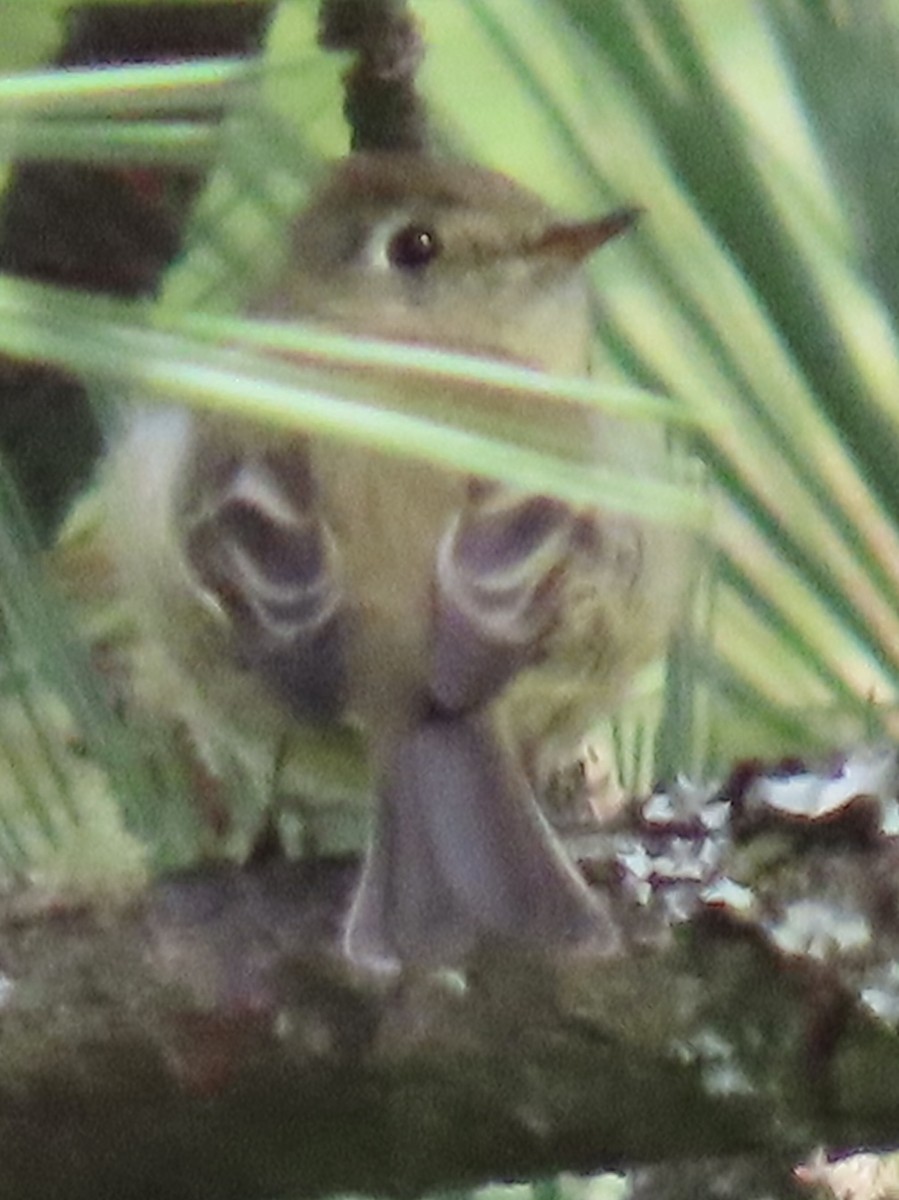 furuempid - ML646766254