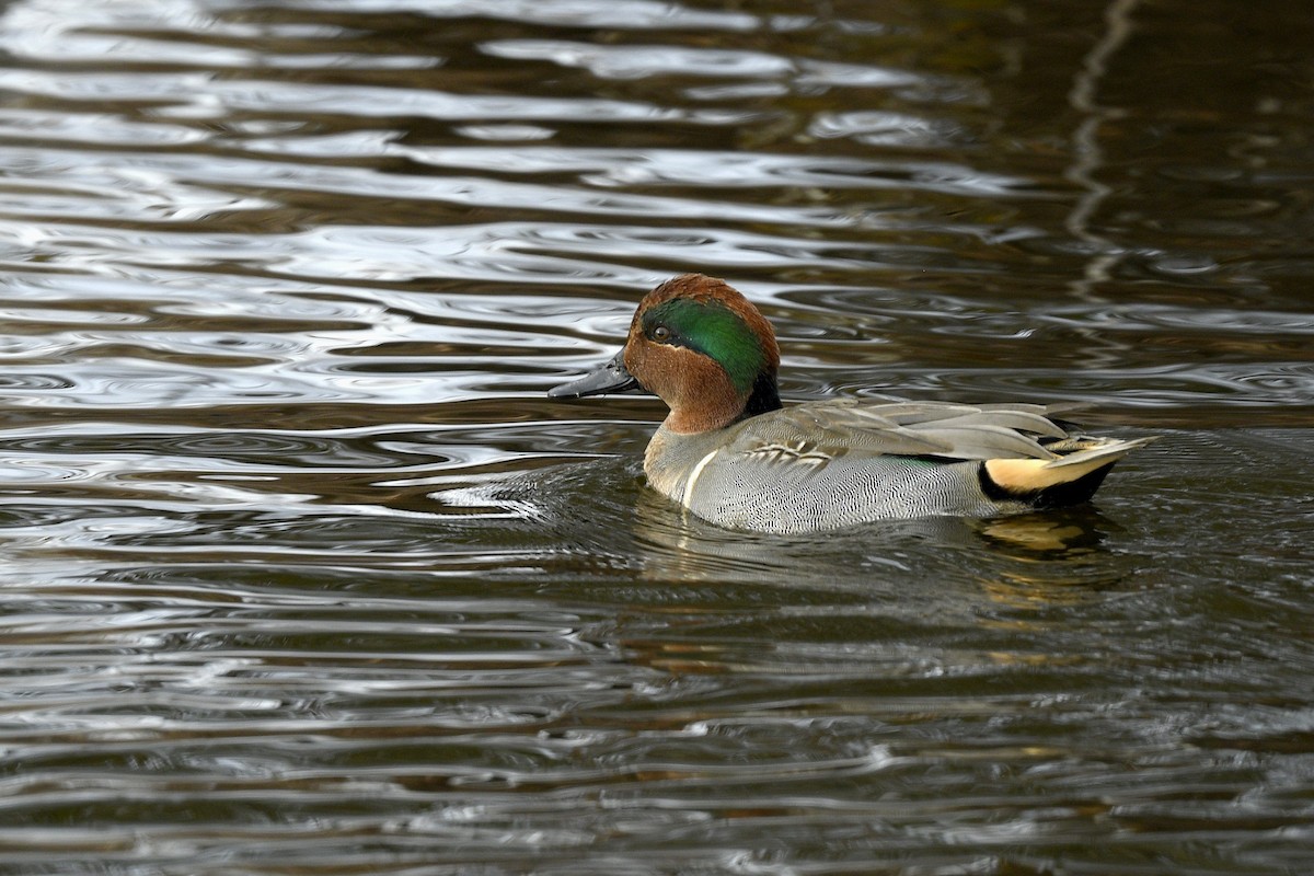 Green-winged Teal (American) - ML646766255