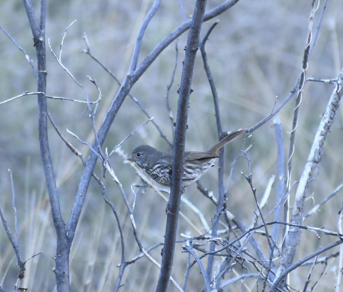 strnadec kaštanový [skupina schistacea] - ML646766258