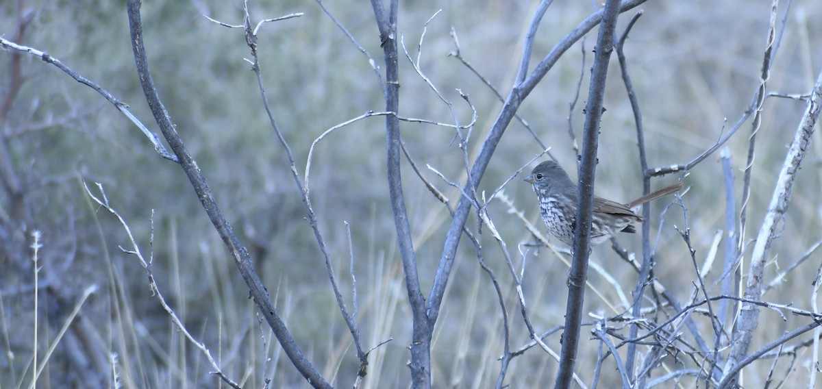 strnadec kaštanový [skupina schistacea] - ML646766259