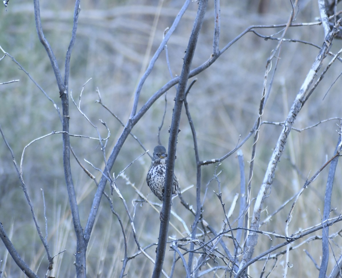 strnadec kaštanový [skupina schistacea] - ML646766260