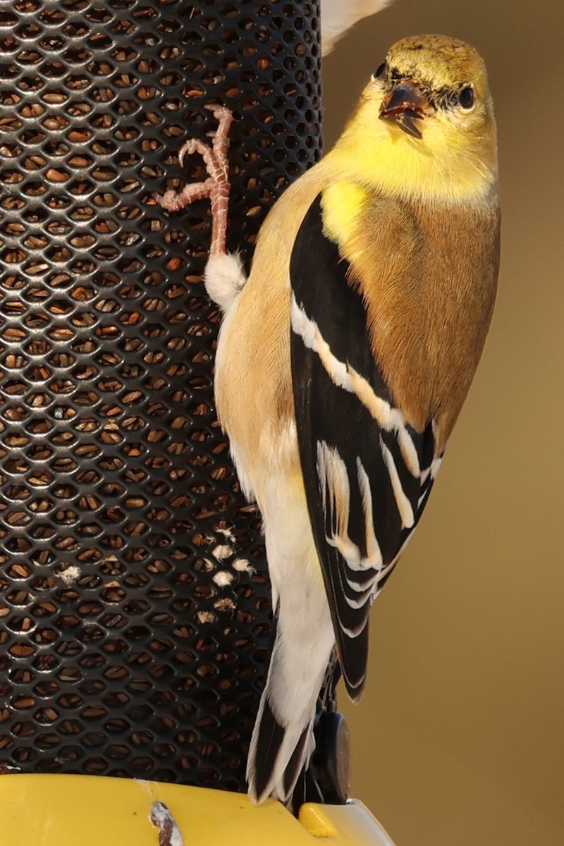 Американский чиж - ML646766261