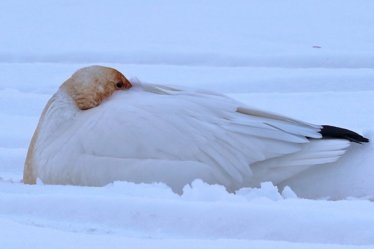 Ánsar Nival - ML646766262