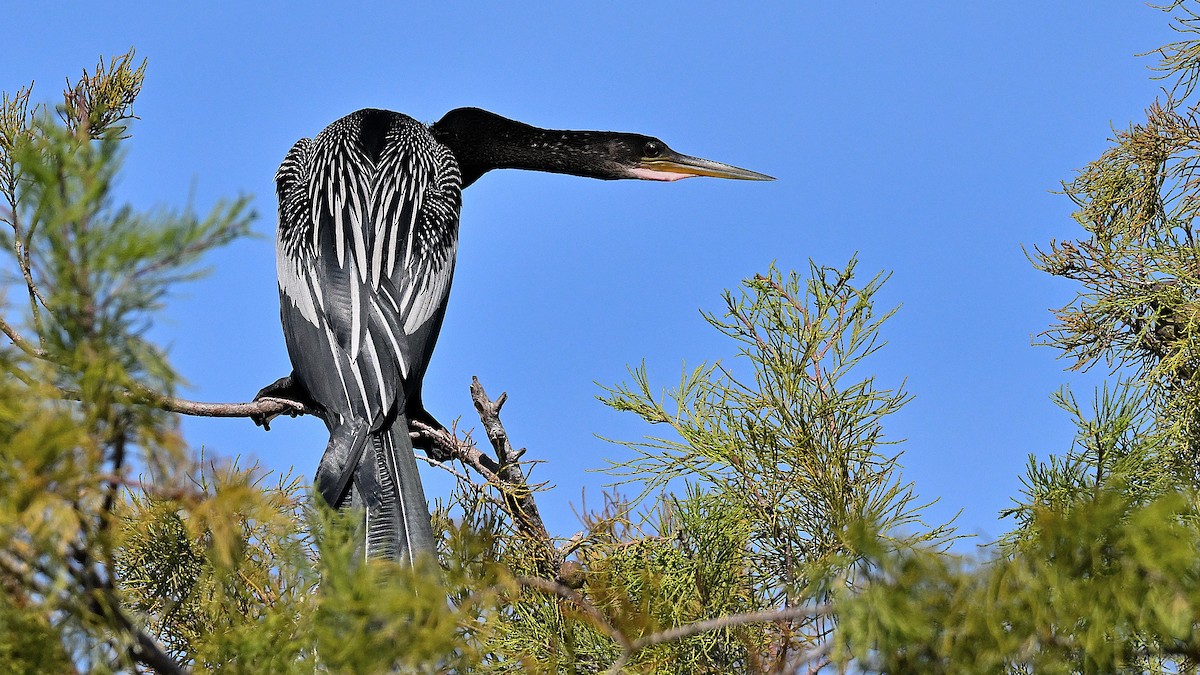 Американская змеешейка - ML646766264