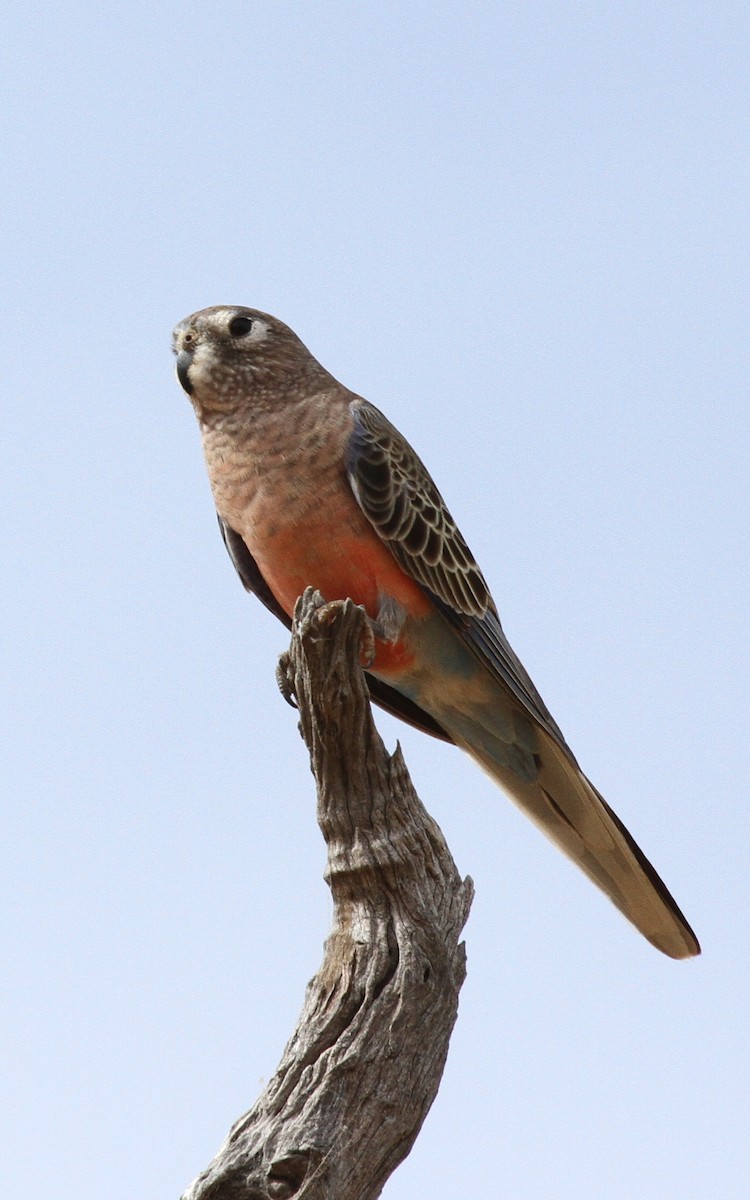 Bourke's Parrot - ML646766265