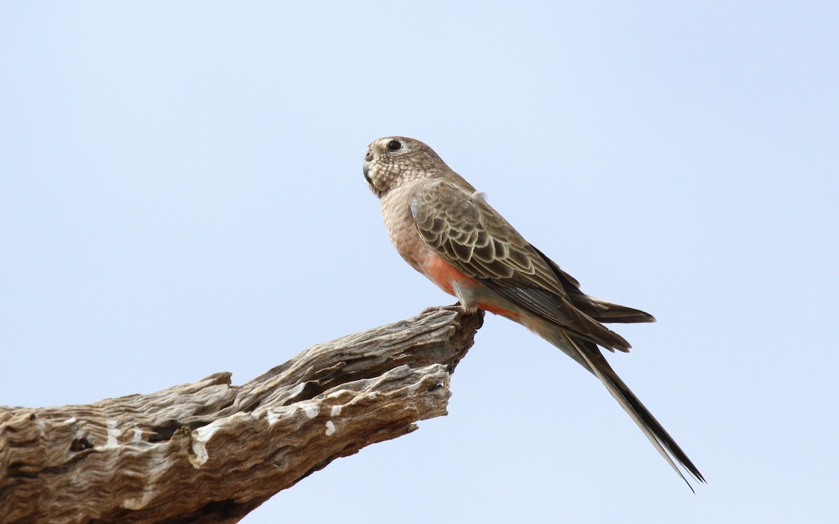 Bourke's Parrot - ML646766266