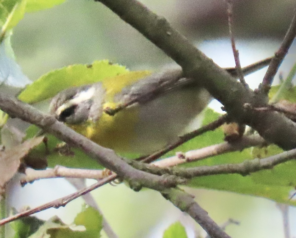 halvmåneparula - ML646766267