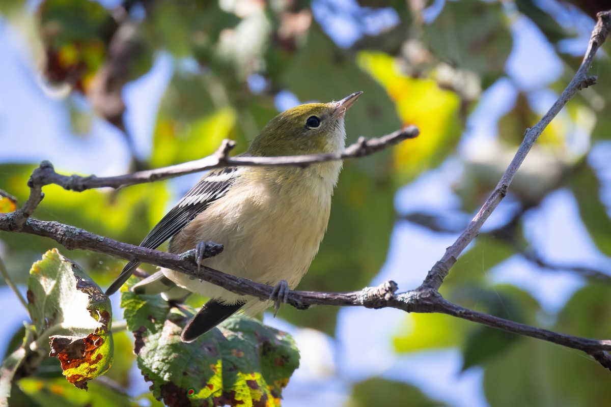 Пісняр-лісовик каштановий - ML646766273