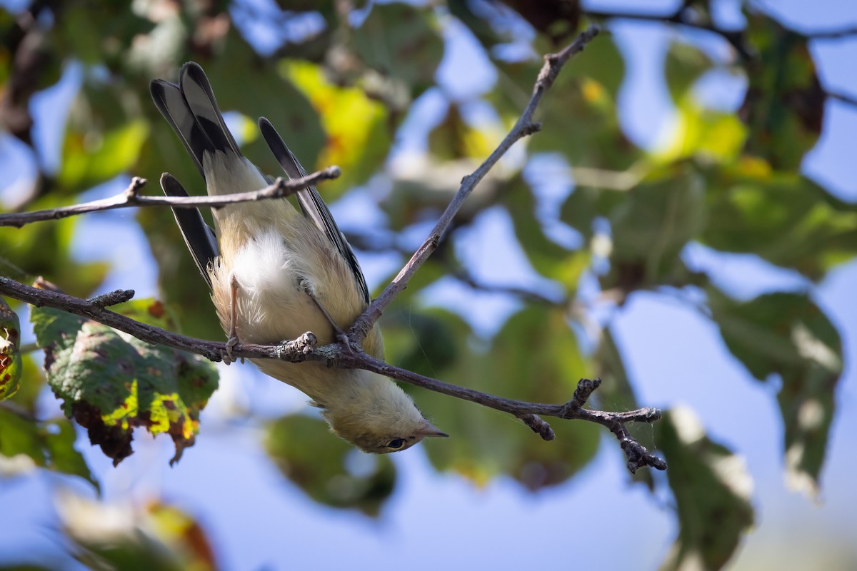 Пісняр-лісовик каштановий - ML646766274