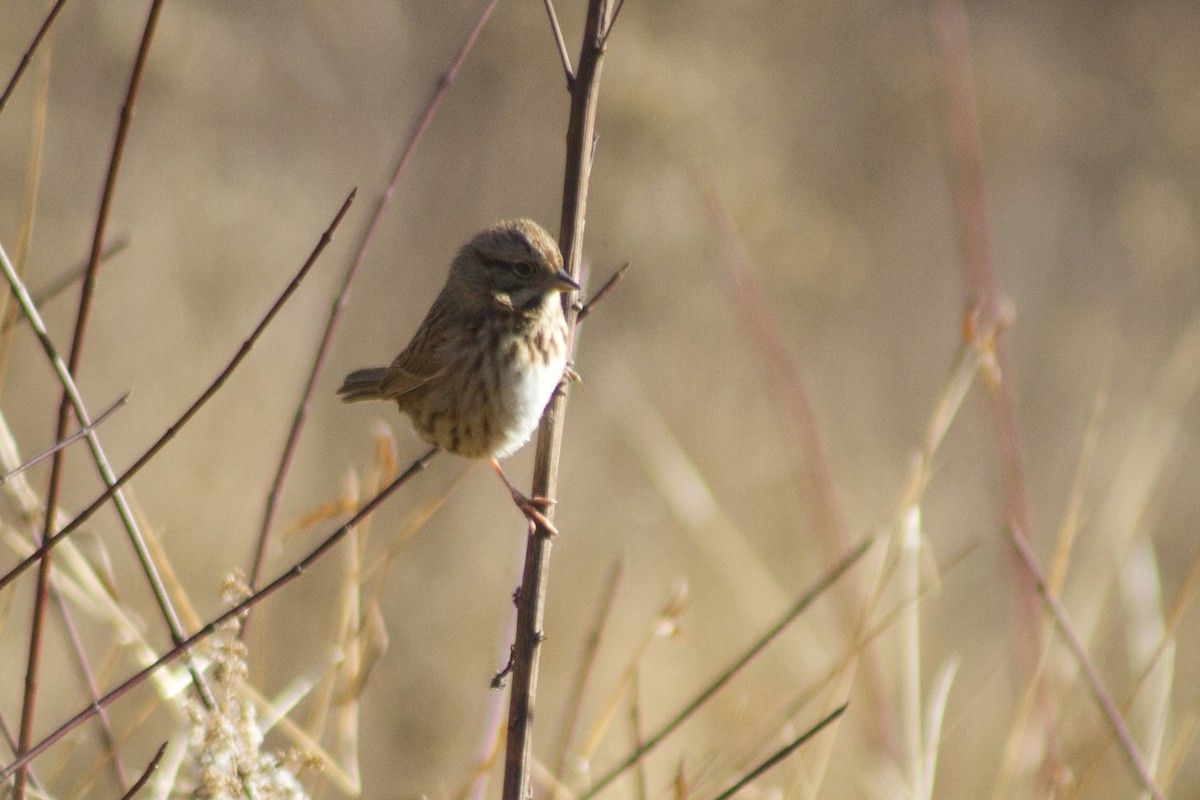 Song Sparrow - ML646766277